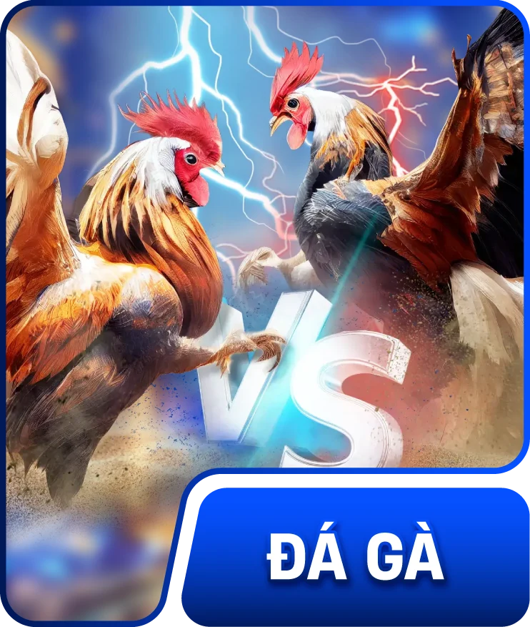 đá gà kuwin